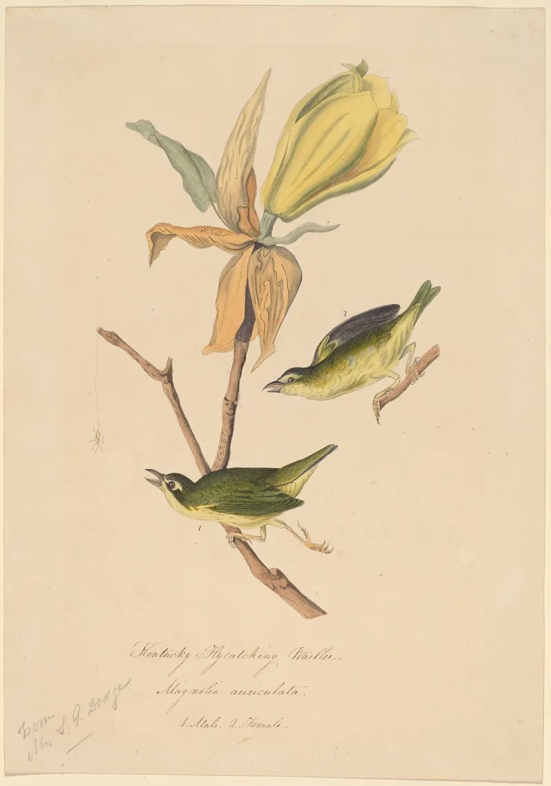 Kentucky Fly Catching Warbler Wall Art by John Woodhouse Audubon - High-Resolution Digital Print