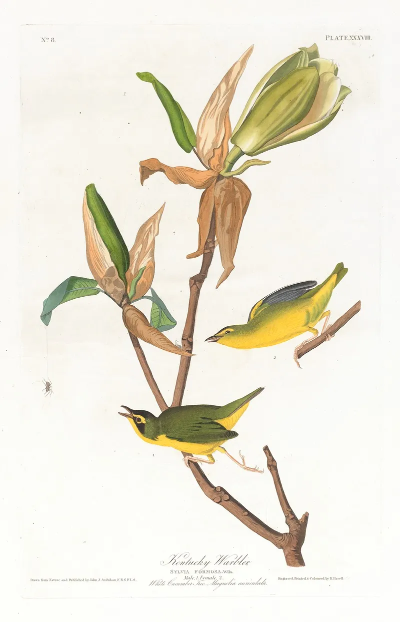 Kentucky Warbler Wall Art by John James Audubon - High-Resolution Digital Print