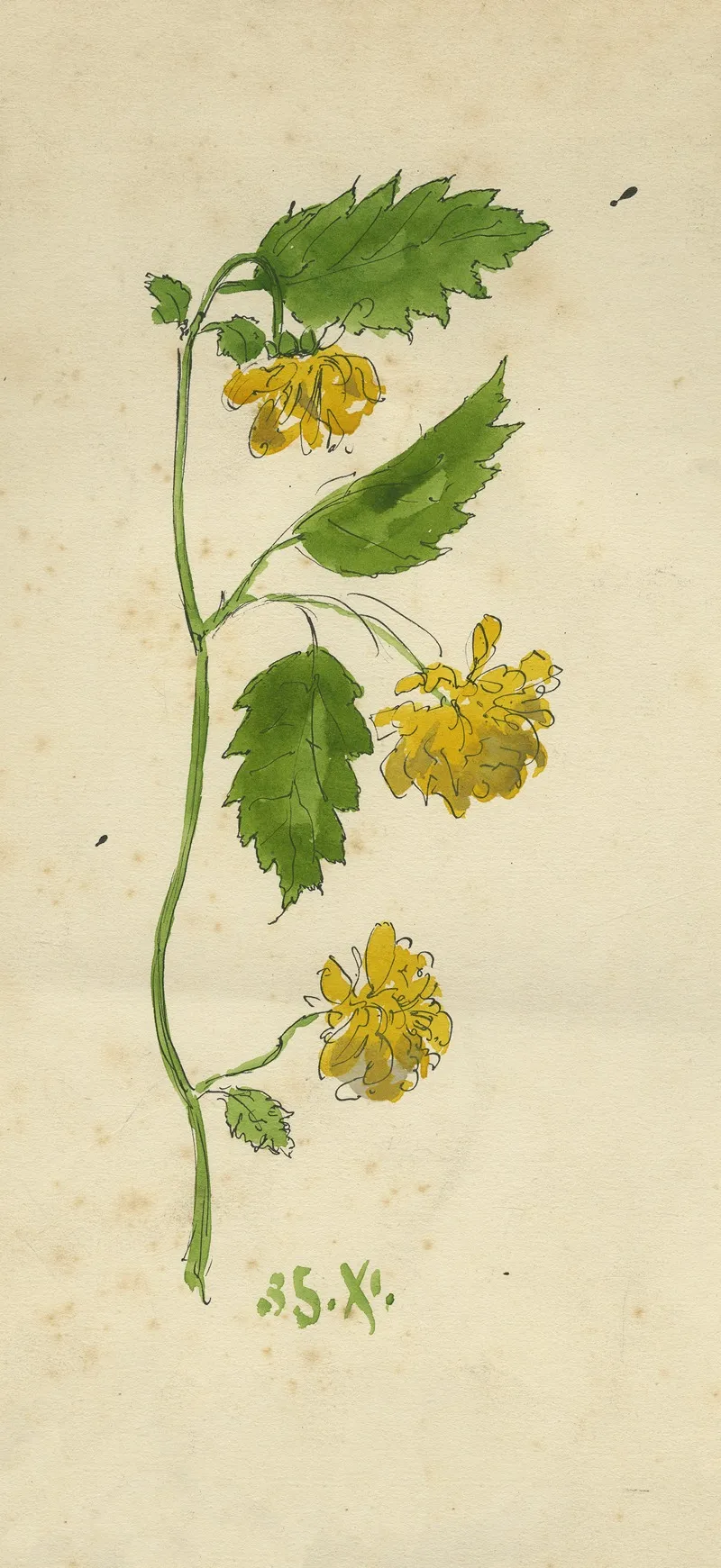 Kerria Japonica Of Ranonkelstruik Wall Art by Alfred Ost - High-Resolution Digital Print