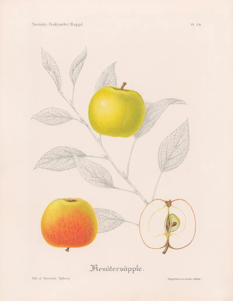 Kesatersapple Wall Art by Henriette Sjöberg - High-Resolution Digital Print