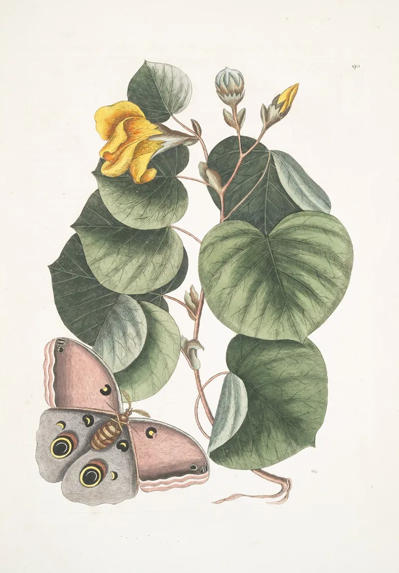 Ketmia The Mano Tree Phalaena Fusca C Wall Art by Mark Catesby - High-Resolution Digital Print