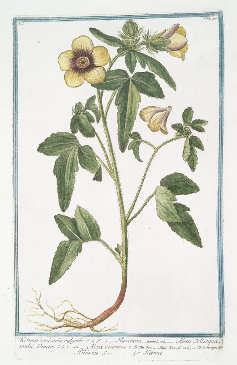 Ketmia Vesicaria Vulgaris Hipecoum Alcea Solisequa Multis Veneta Alcea Vesicaria Hibiscus Ketmie