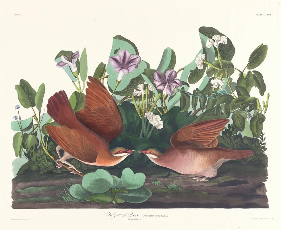 Key West Dove Wall Art by John James Audubon - High-Resolution Digital Print