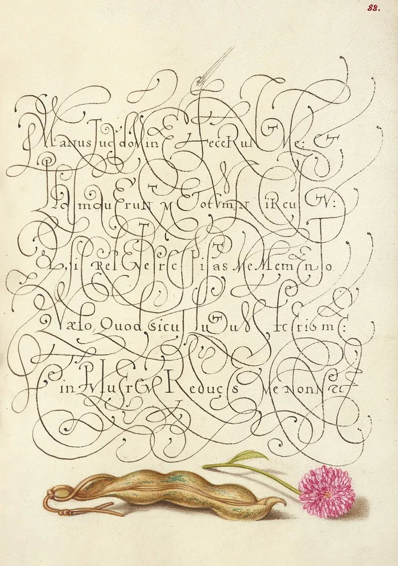 Kidney Bean And English Daisy