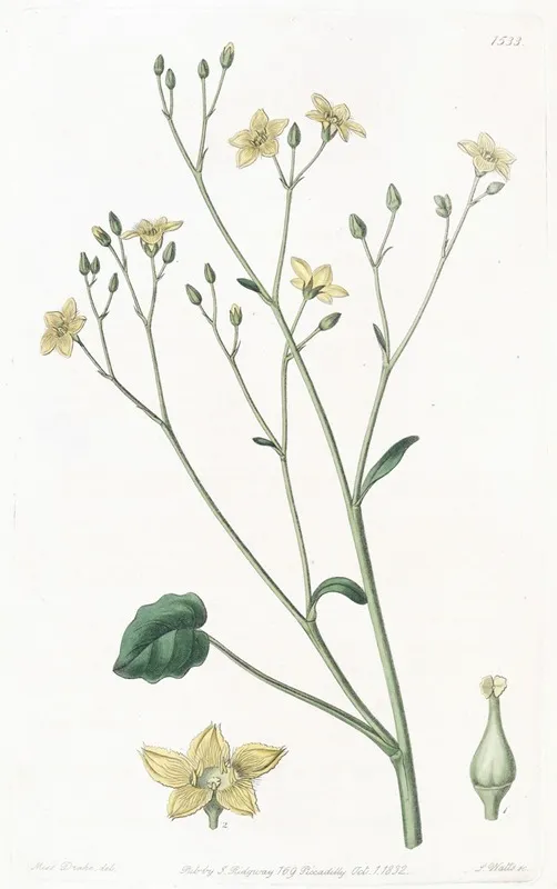 Kidney Leaved Villarsia Wall Art by Sydenham Edwards - High-Resolution Digital Print