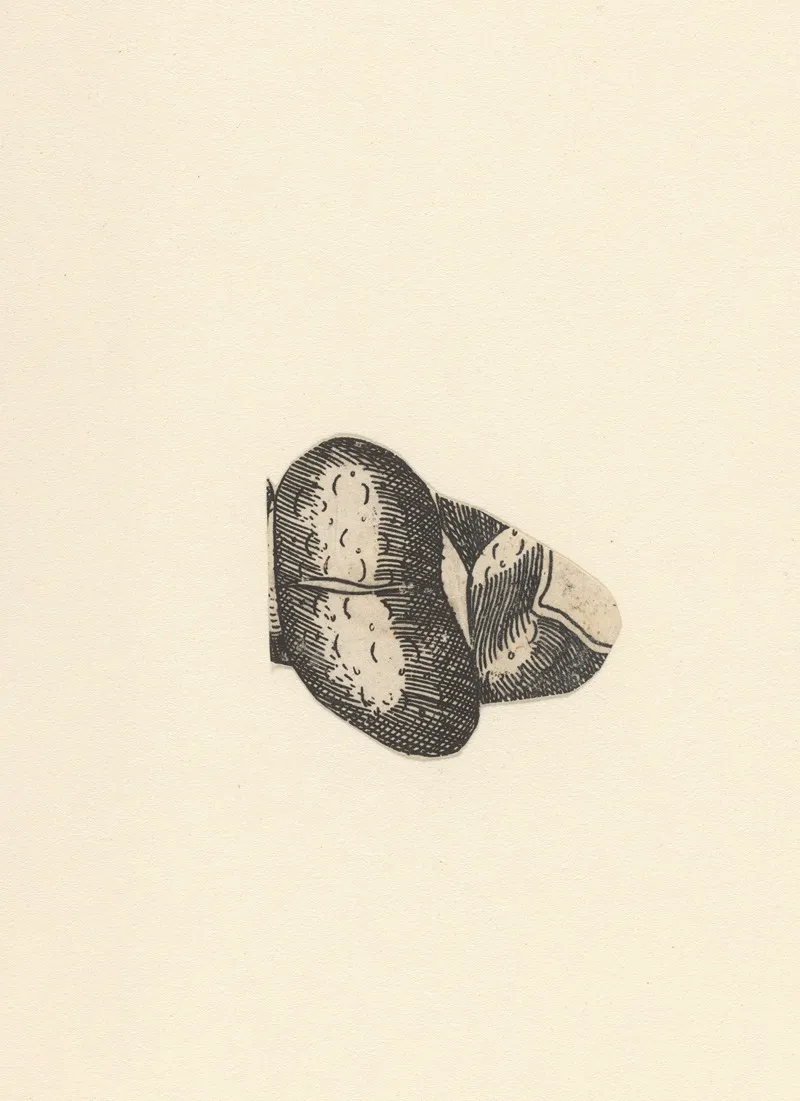 Kidney
