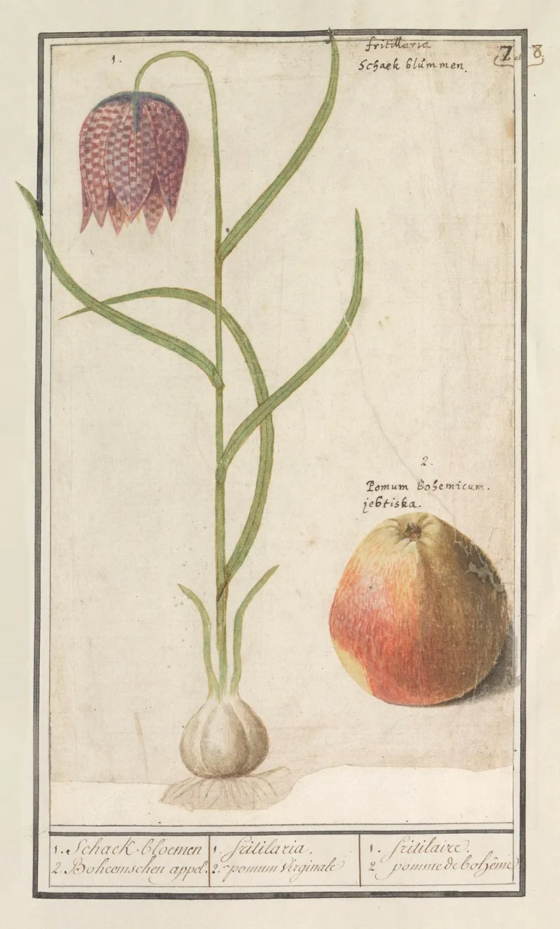 Kievitsbloem Fritillaria Meleagris En Een Appel 1 Schaek Bloemen 2 Boheemschen Appel Wall Art by Anselmus Boëtius de Boodt - High-Resolution Digital Print
