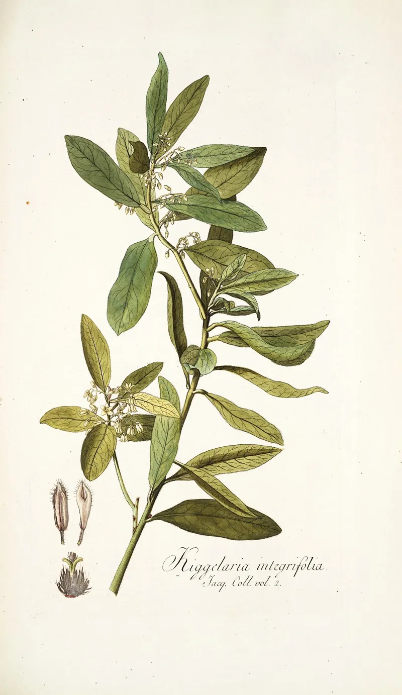 Kiggelaria Integrifolia Wall Art by Nikolaus Joseph Freiherr von Jacquin - High-Resolution Digital Print