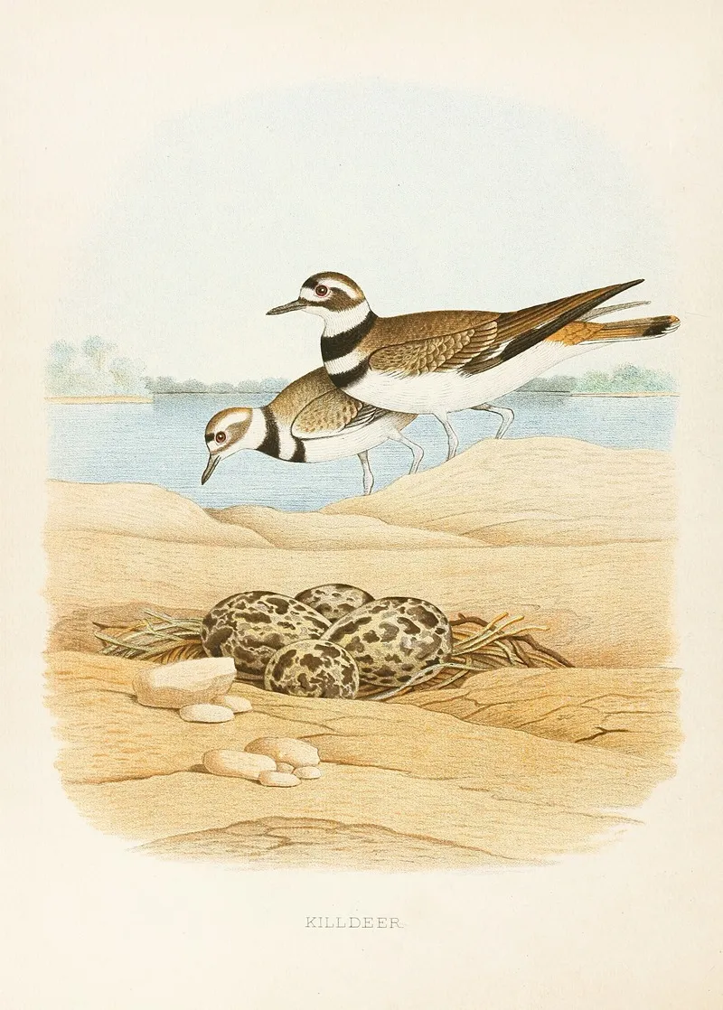 Killdeer Wall Art by Edwin L. Sheppard - High-Resolution Digital Print