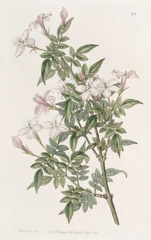 Kindred Jasmine Wall Art by Sydenham Edwards - High-Resolution Digital Print
