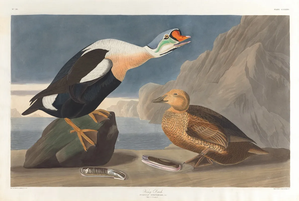 King Duck Wall Art by John James Audubon - High-Resolution Digital Print