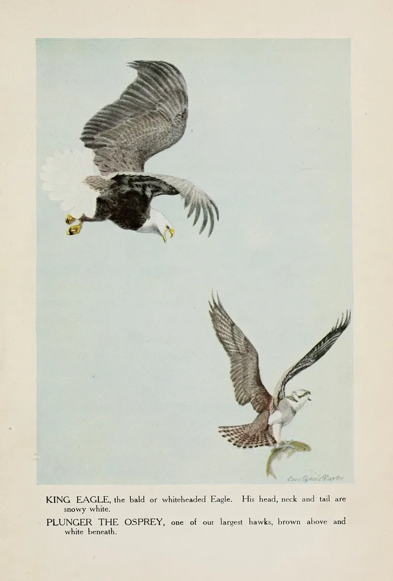 King Eagle Plunger The Osprey Wall Art by Louis Agassiz Fuertes - High-Resolution Digital Print