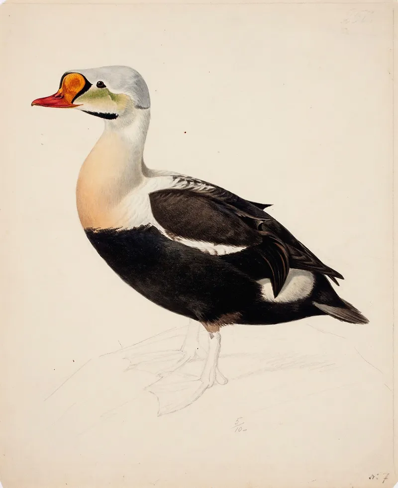 King Eider Unfinished Wall Art by Magnus Von Wright - High-Resolution Digital Print
