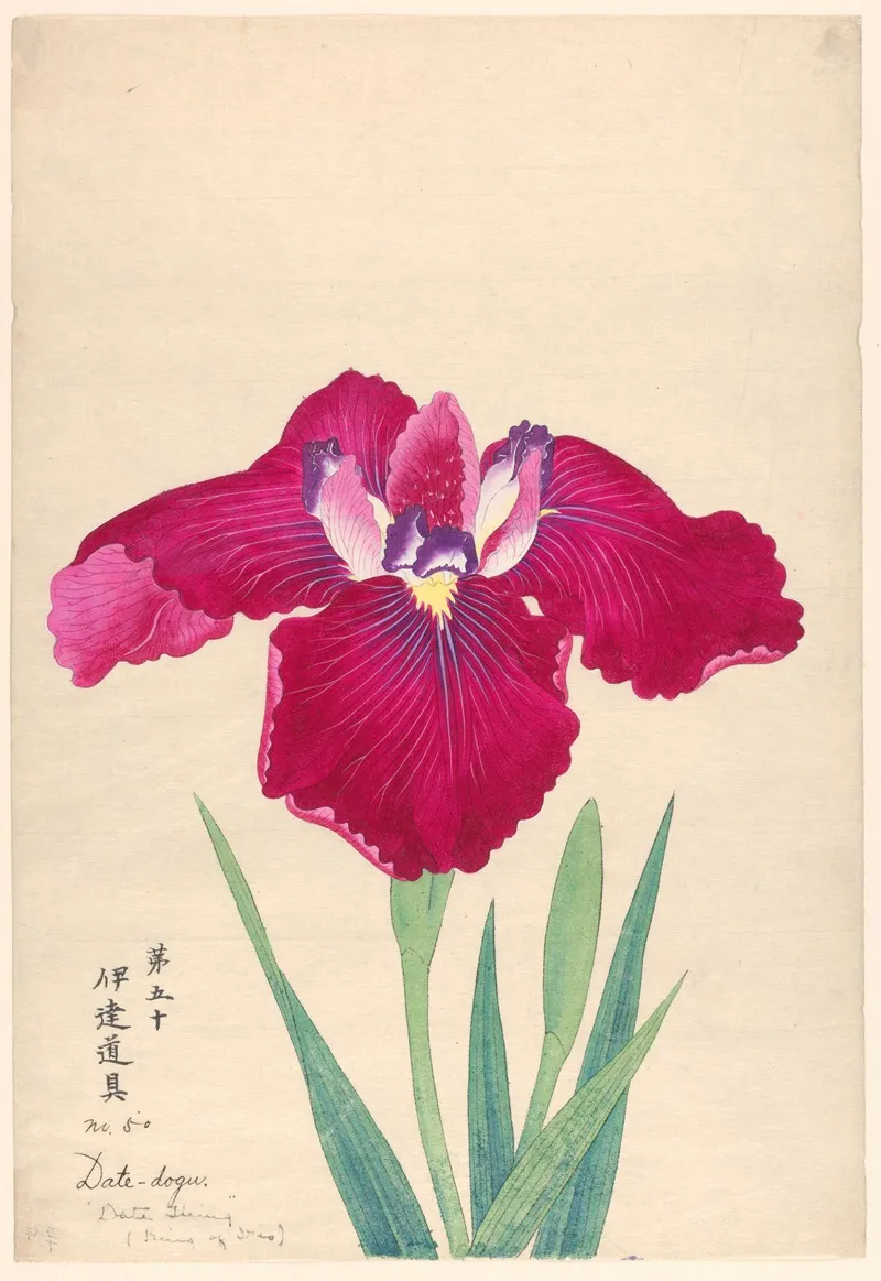 King Of Iris Date Dogu