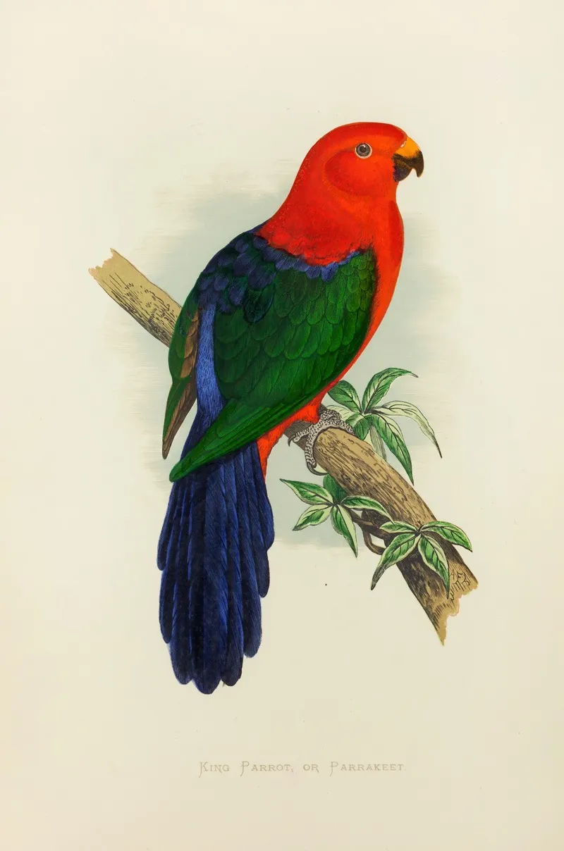 King Parrot Or Parrakeet Wall Art by Alexander Francis Lydon - High-Resolution Digital Print