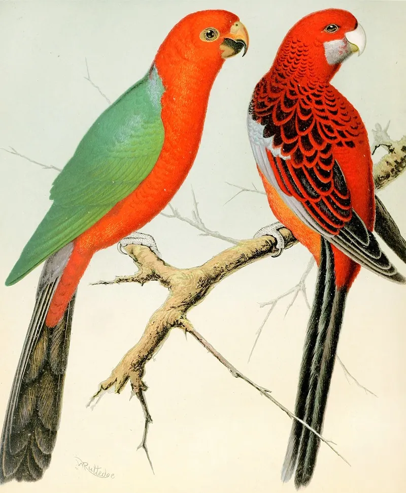 King Parrot Pennants Parrakeet Wall Art by W. A . Blakston - High-Resolution Digital Print