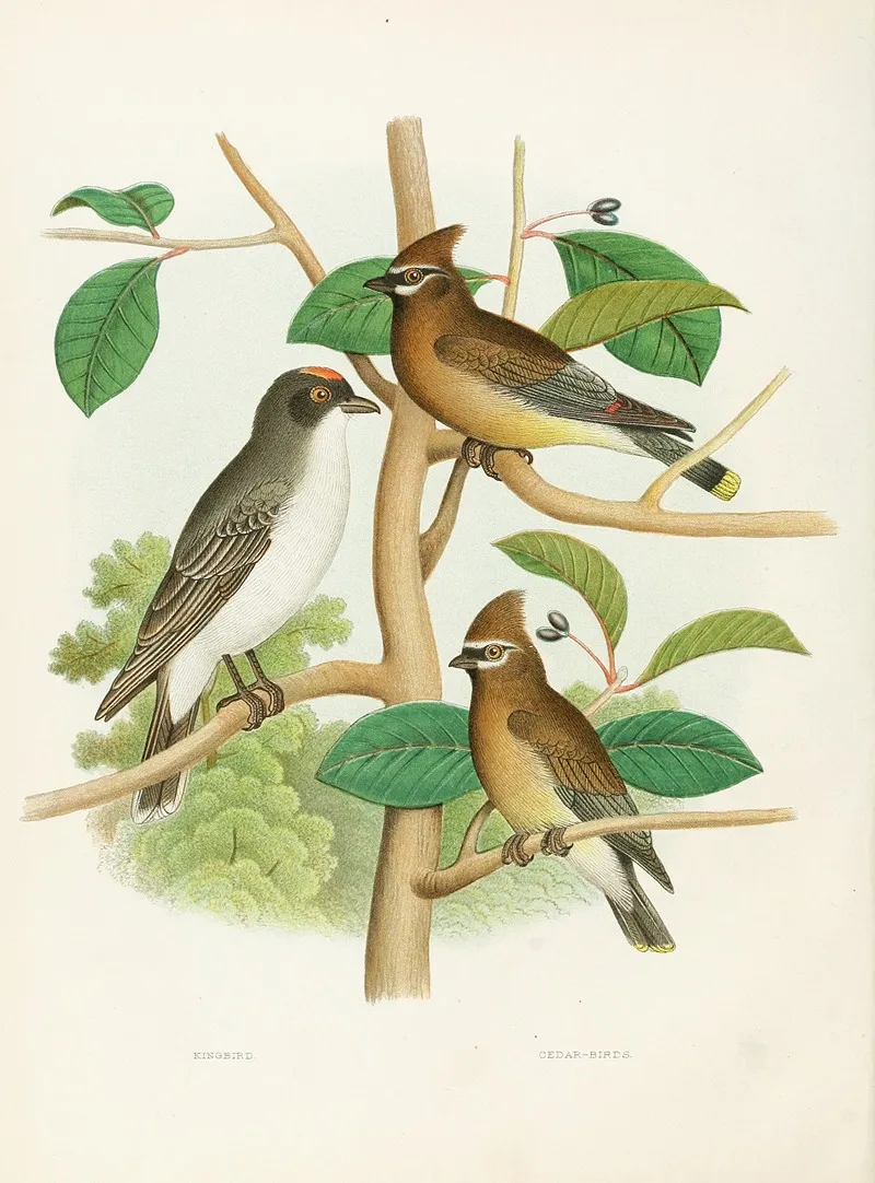 Kingbird Cedar Birds Wall Art by Edwin L. Sheppard - High-Resolution Digital Print
