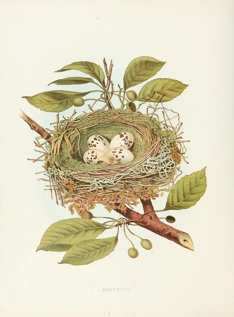 Kingbird Wall Art by Edwin L. Sheppard - High-Resolution Digital Print