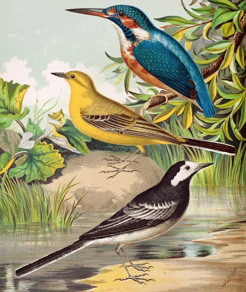 Kingfisher Wagtails Wall Art by W. A . Blakston - High-Resolution Digital Print