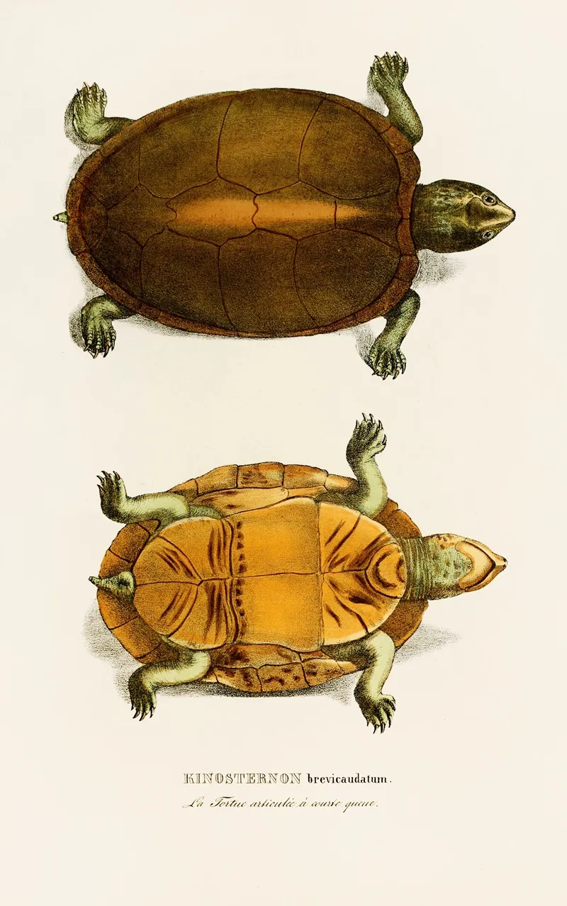 Kinosternon Brevicaudatum Wall Art by Johann Baptist von Spix - High-Resolution Digital Print