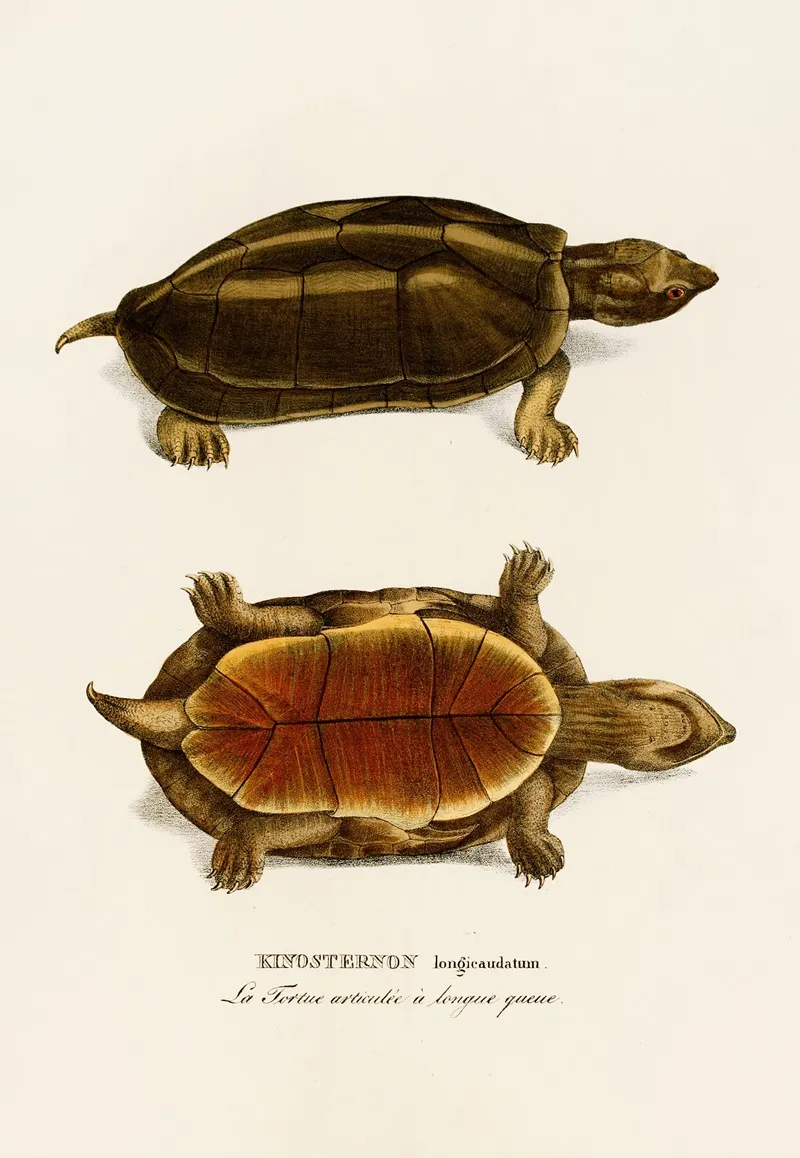 Kinosternon Longicaudatum Wall Art by Johann Baptist von Spix - High-Resolution Digital Print