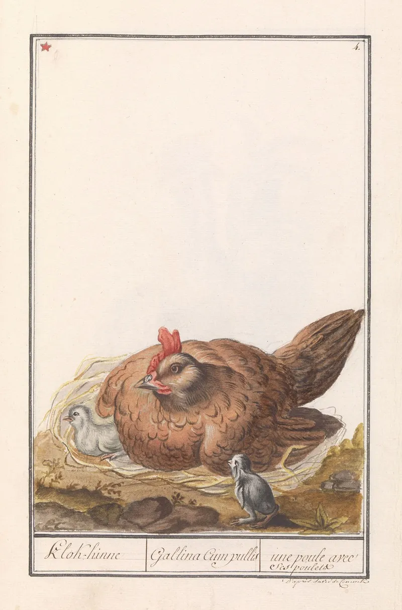 Kip Gallus Gallus Domesticus Met Kuikens Wall Art by Anselmus Boëtius de Boodt - High-Resolution Digital Print
