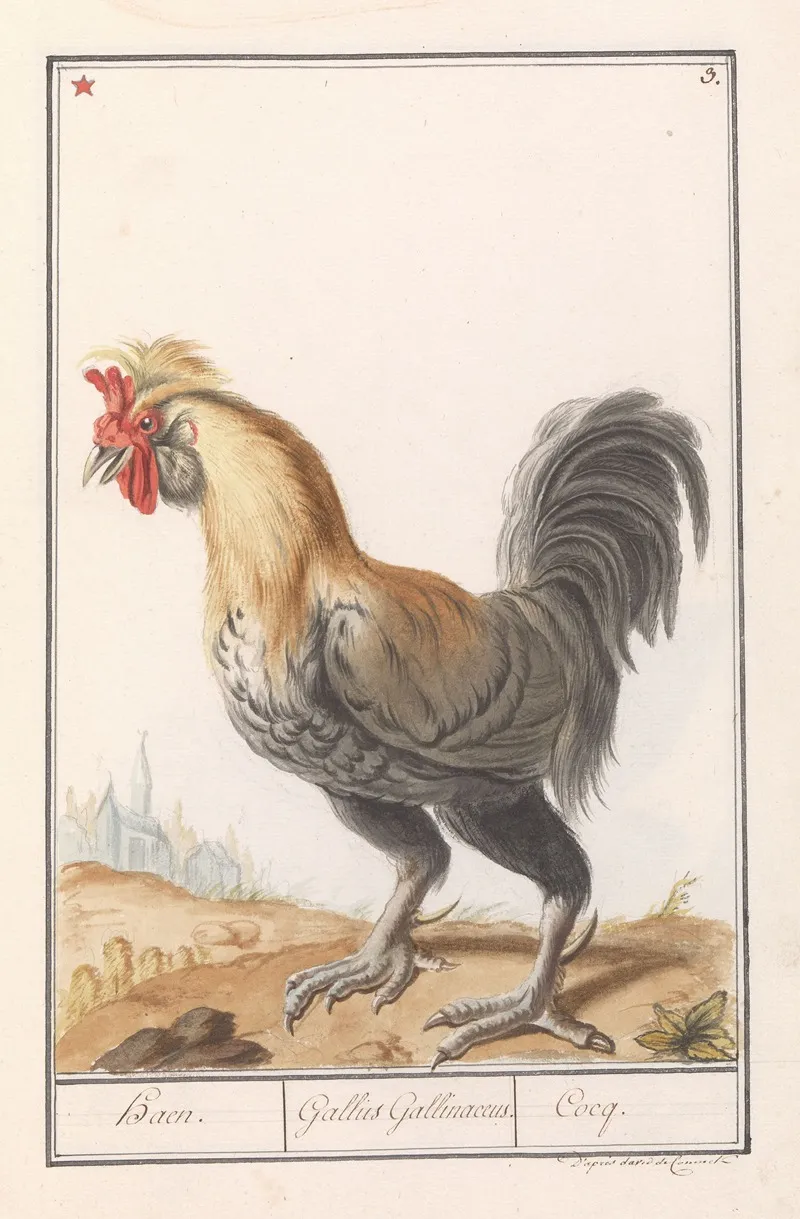 Kip Gallus Gallus Domesticus Wall Art by Anselmus Boëtius de Boodt - High-Resolution Digital Print