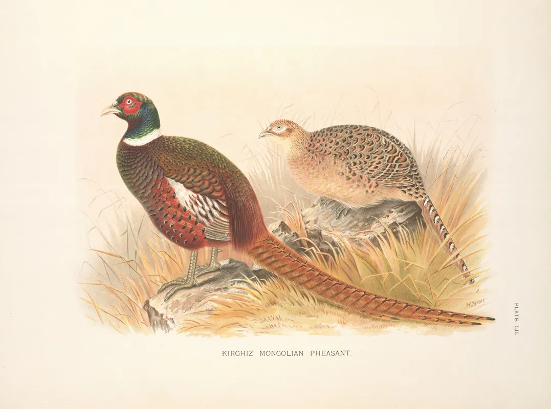 Kirghiz Mongolian Pheasant Phasianus Colchicus Mongolicus Wall Art by Henry Jones - High-Resolution Digital Print