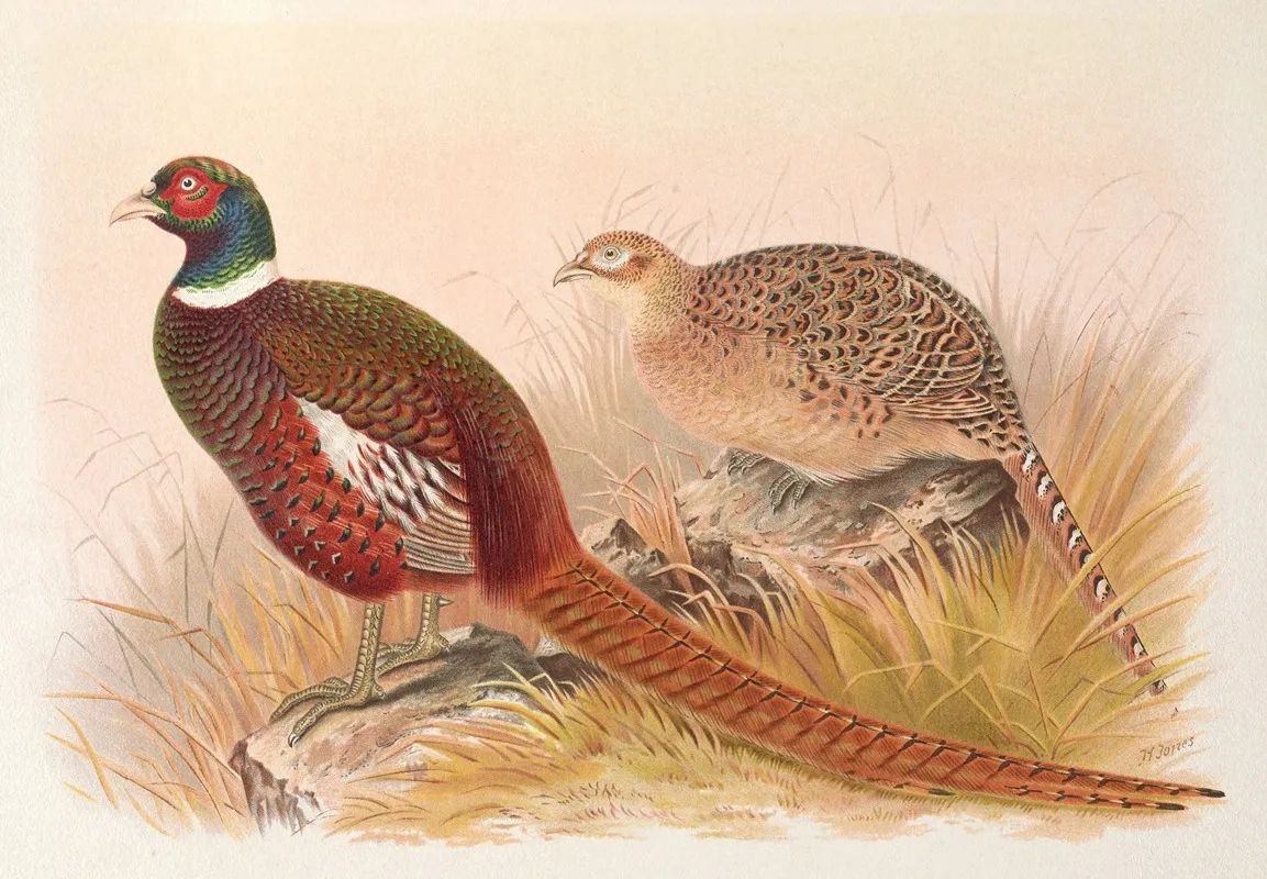Kirghiz Mongolian Pheasant Wall Art by Henry Jones - High-Resolution Digital Print