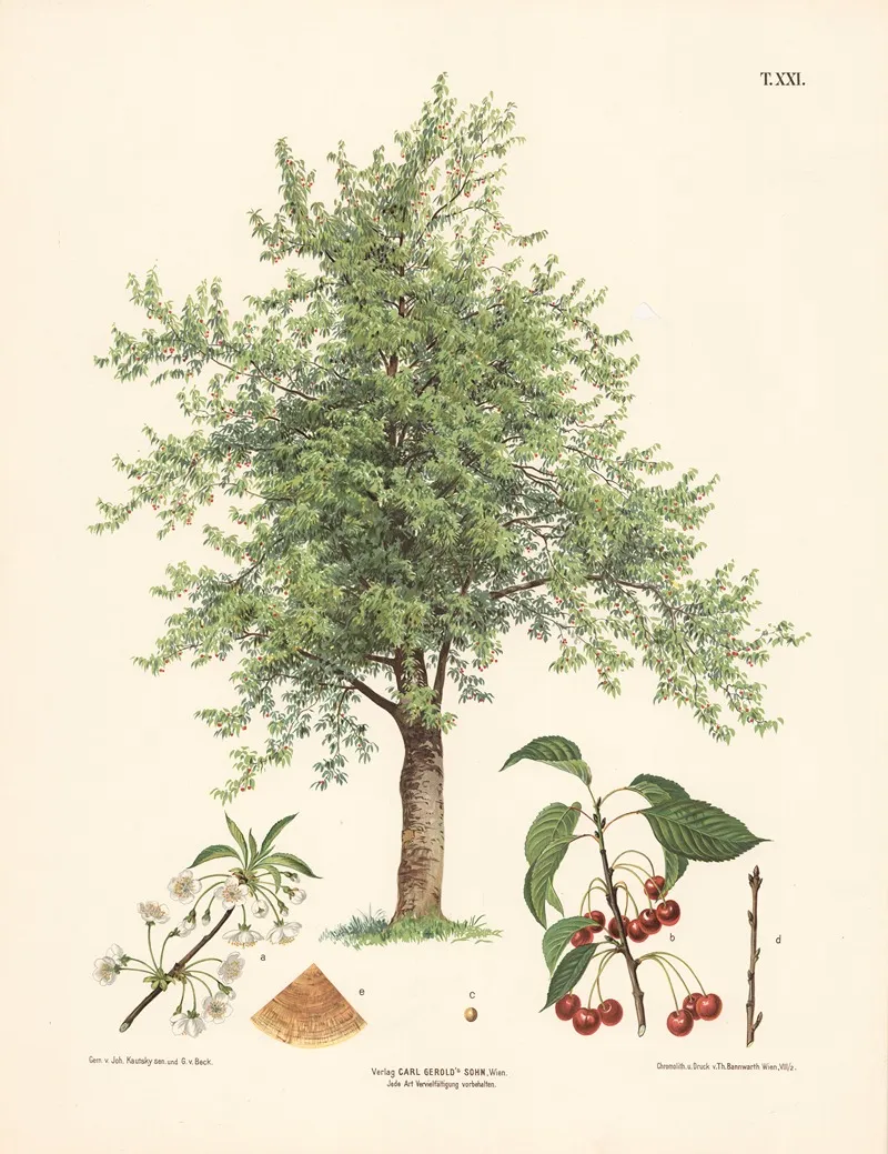 Kirsebaertrae
