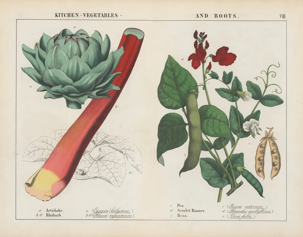 Kitchen Vegetables And Roots Artichoke Rhubard Pea Wall Art by Charlotte Mary Yonge - High-Resolution Digital Print