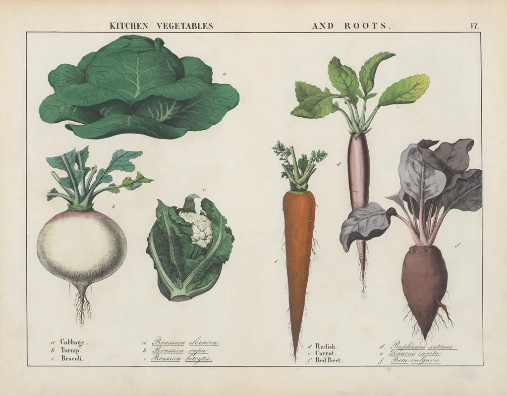 Kitchen Vegetables And Roots Cabbage Turnip Brocoli Wall Art by Charlotte Mary Yonge - High-Resolution Digital Print