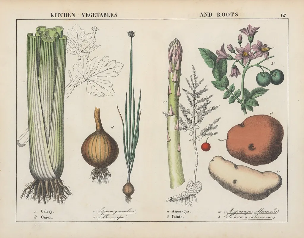Kitchen Vegetables And Roots Celery Onion Asparagus Potato Wall Art by Charlotte Mary Yonge - High-Resolution Digital Print