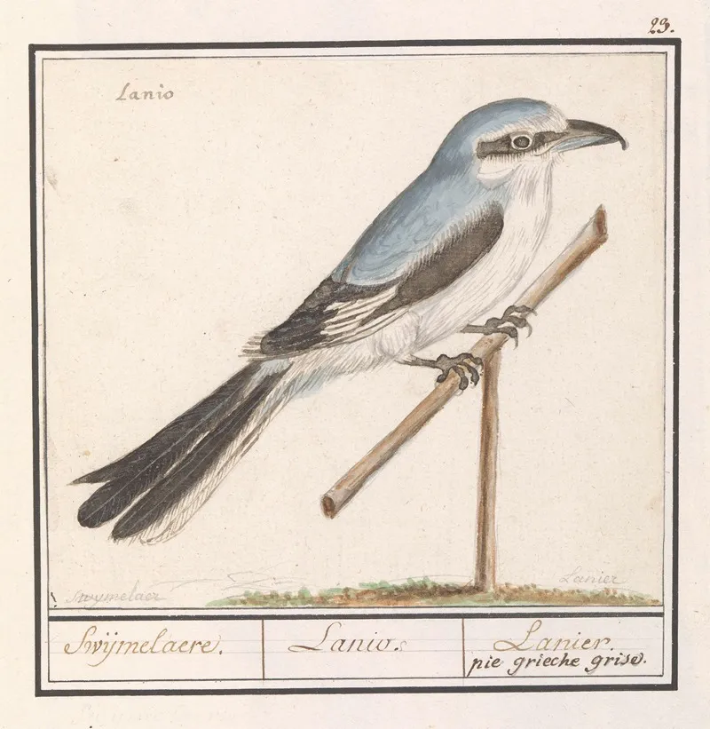 Klapekster Lanius Excubitor Swijmelaere Lanio Lanier Pie Grieche Grise Wall Art by Anselmus Boëtius de Boodt - High-Resolution Digital Print
