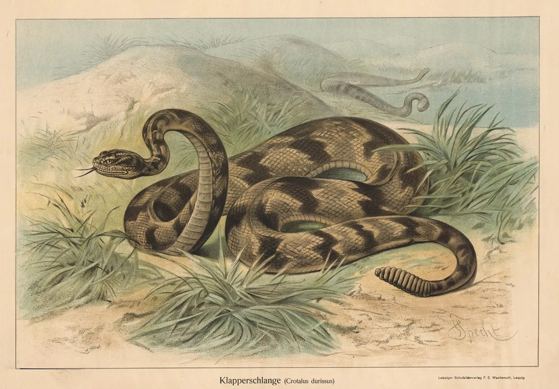Klapperschlange Crotalus Durissus Wall Art by Friedrich Specht - High-Resolution Digital Print