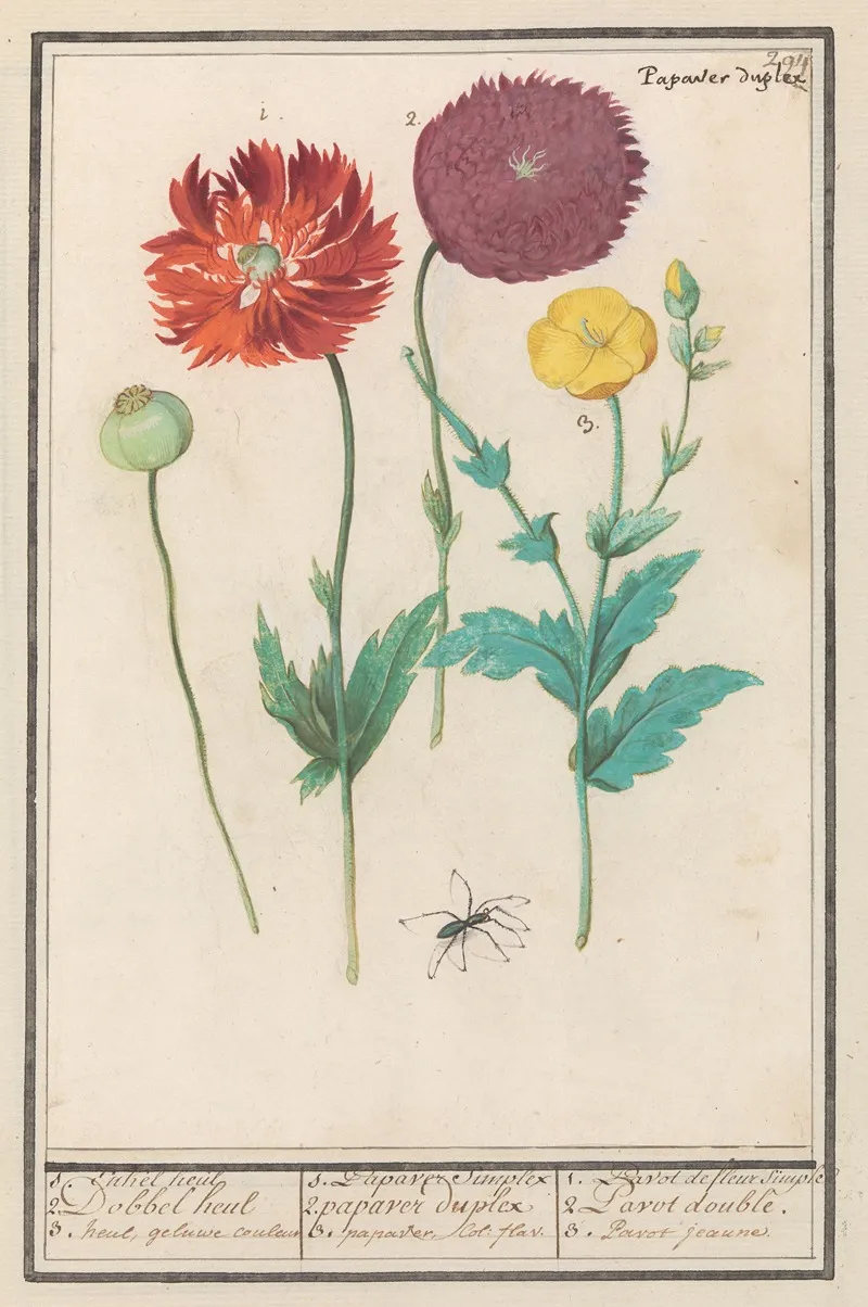 Klaproos Of Papaver Papaver Wall Art by Anselmus Boëtius de Boodt - High-Resolution Digital Print