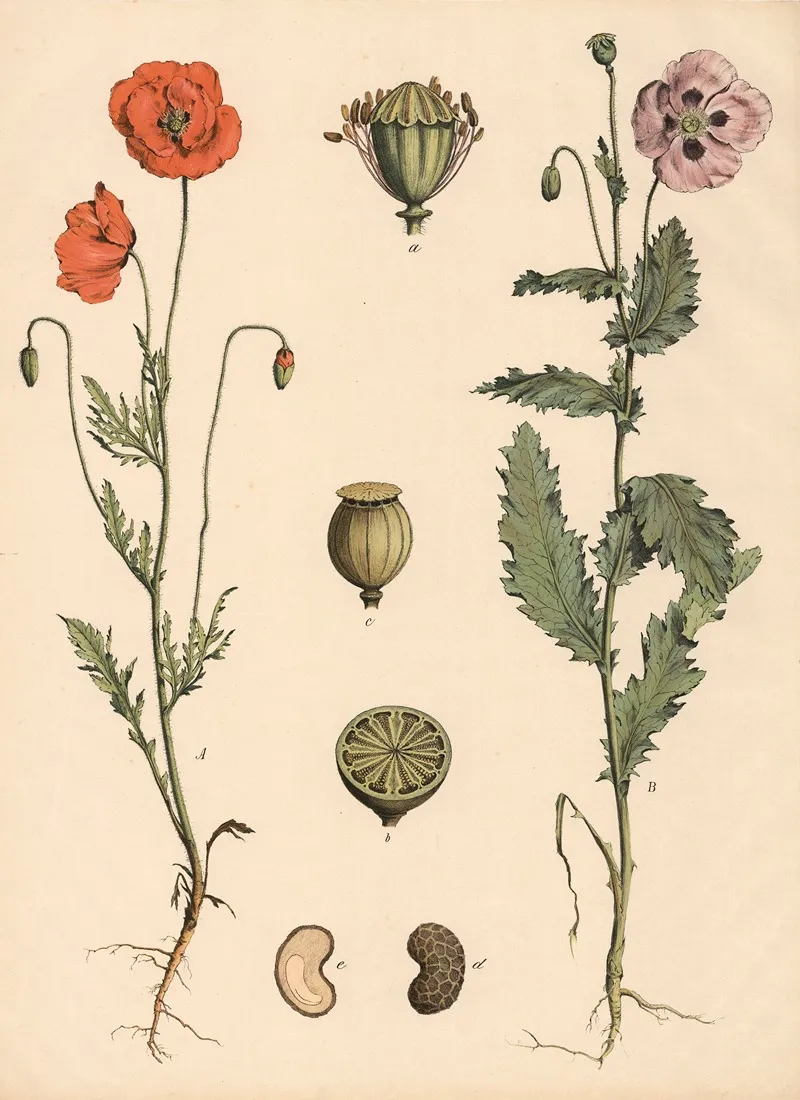 Klatsch Mohn Garten Od Schlaf Mohn Wall Art by Franz Engleder - High-Resolution Digital Print