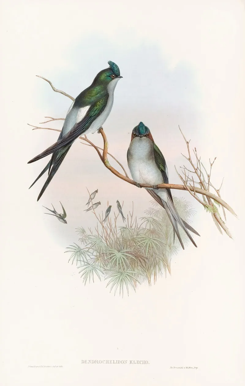 Klecho Tree Swift Wall Art by John Gould - High-Resolution Digital Print