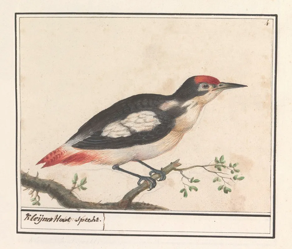 Kleine Bonte Specht Dendrocopos Minor Kleijnen Hout Specht Wall Art by Anselmus Boëtius de Boodt - High-Resolution Digital Print