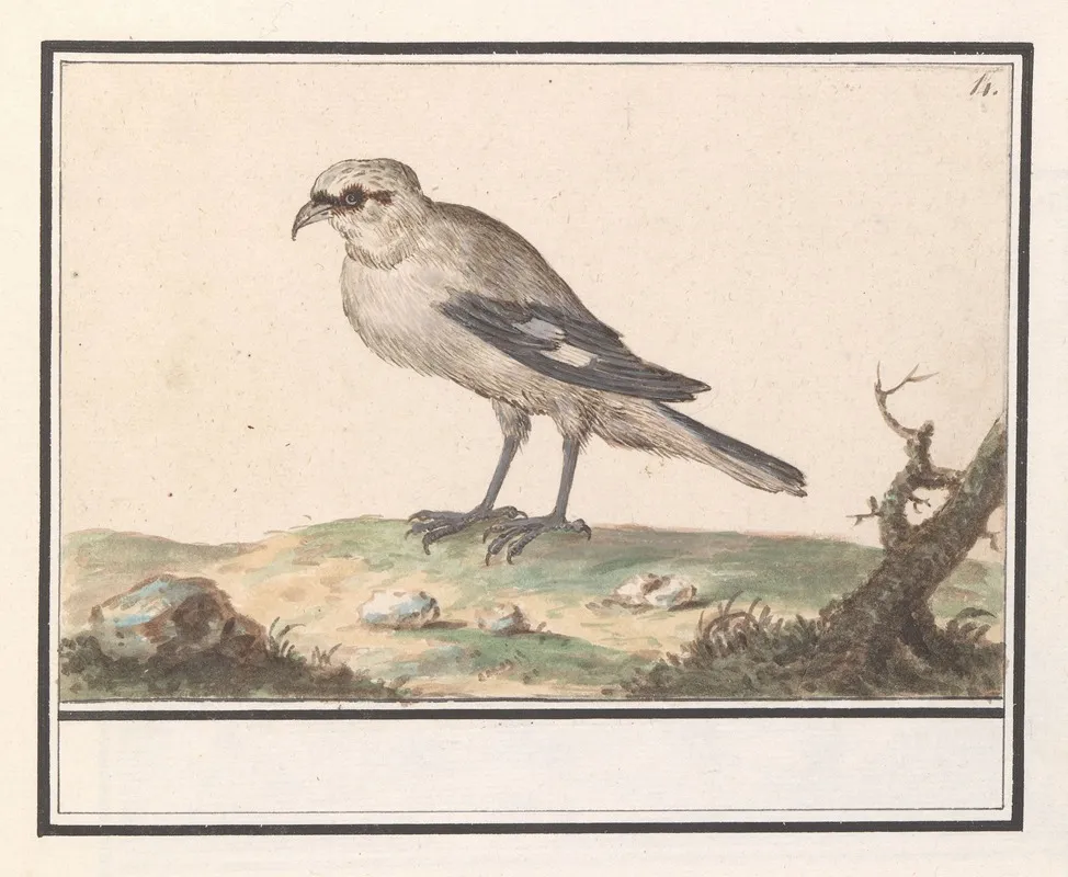 Kleine Klapekster Lanius Minor Wall Art by Anselmus Boëtius de Boodt - High-Resolution Digital Print