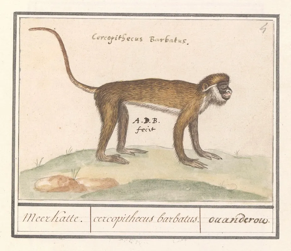 Kleine Witneusmeerkat Cercopithecus Petaurista Meerkatte Cercopithecus Barbatus Ouanderou Wall Art by Anselmus Boëtius de Boodt - High-Resolution Digital Print