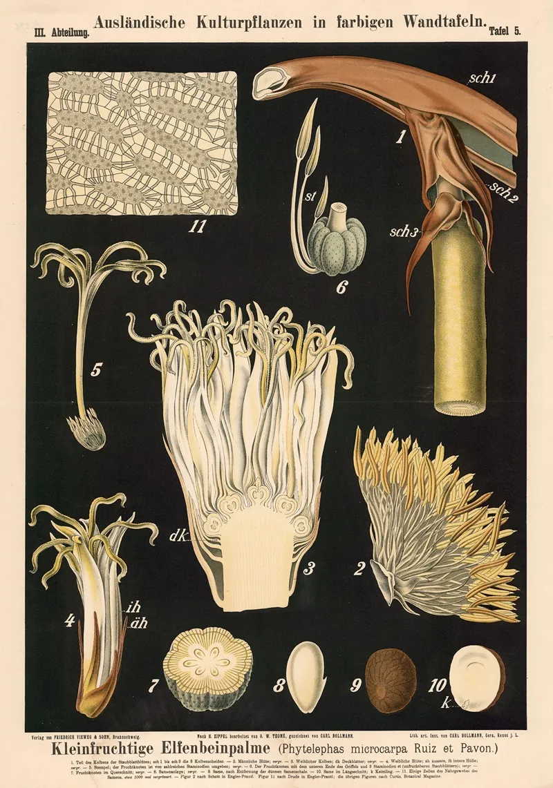 Kleinfruchtige Elfenbeinpalme Phytelephas Microcarpa Ruiz Et Pavon 2 Wall Art by Carl Bollmann - High-Resolution Digital Print