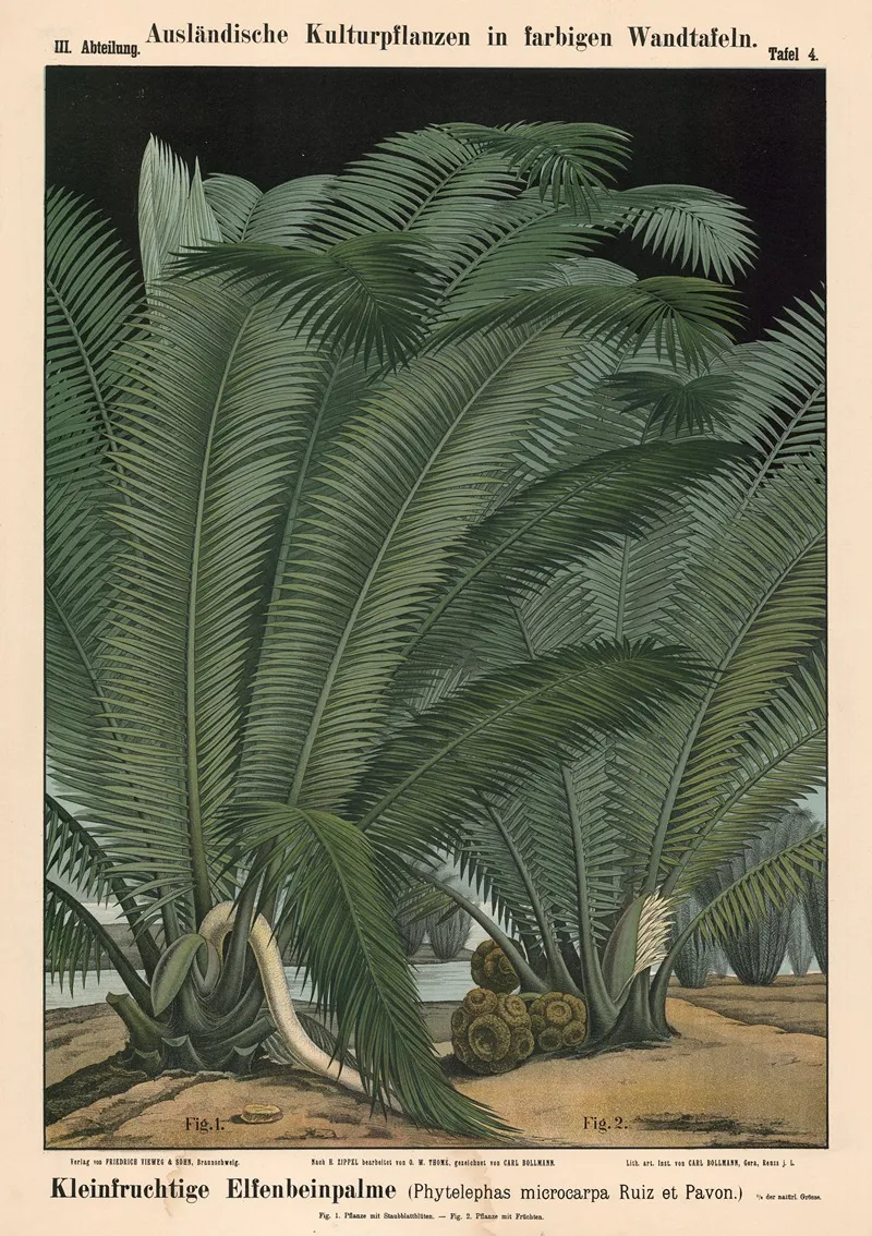 Kleinfruchtige Elfenbeinpalme Phytelephas Microcarpa Ruiz Et Pavon Wall Art by Carl Bollmann - High-Resolution Digital Print