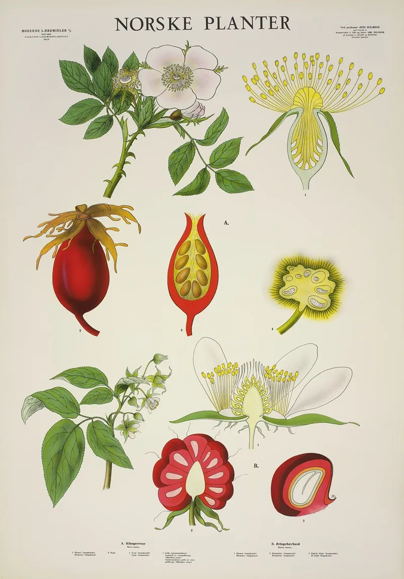 Klungerrose Wall Art by Parmanns Læremiddel-anstalt - High-Resolution Digital Print