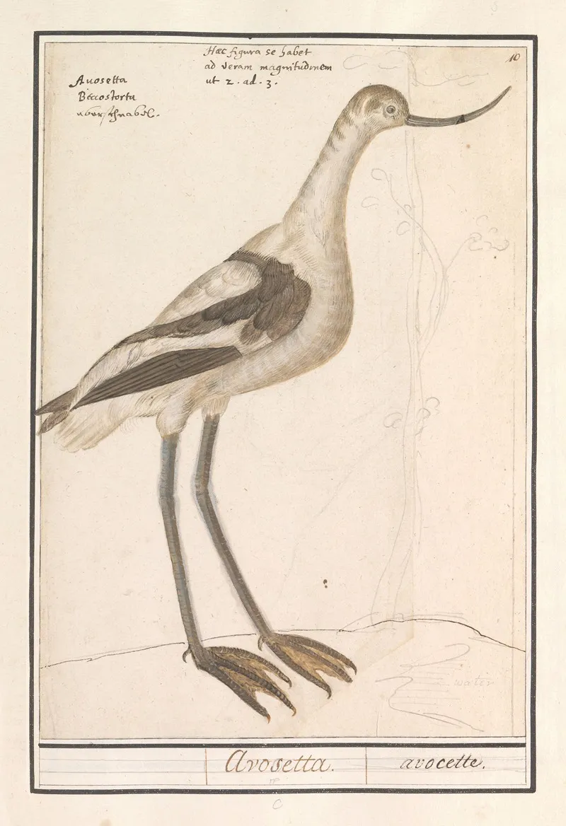 Kluut Recurvirostra Avosetta Wall Art by Anselmus Boëtius de Boodt - High-Resolution Digital Print