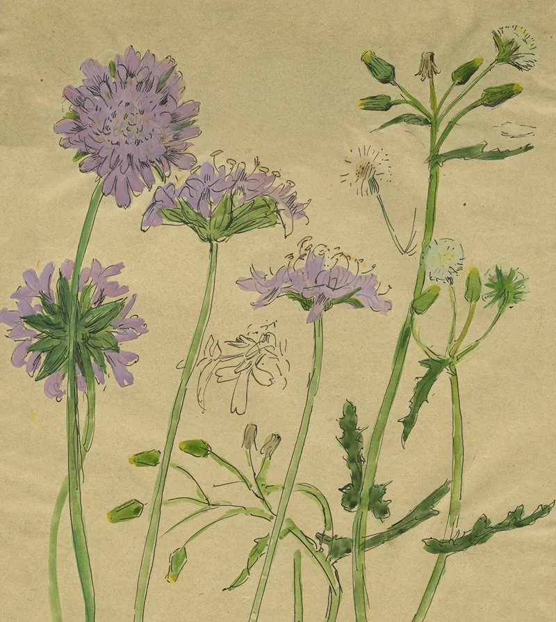 Knautia En Tweejarig Streepzaad Wall Art by Alfred Ost - High-Resolution Digital Print