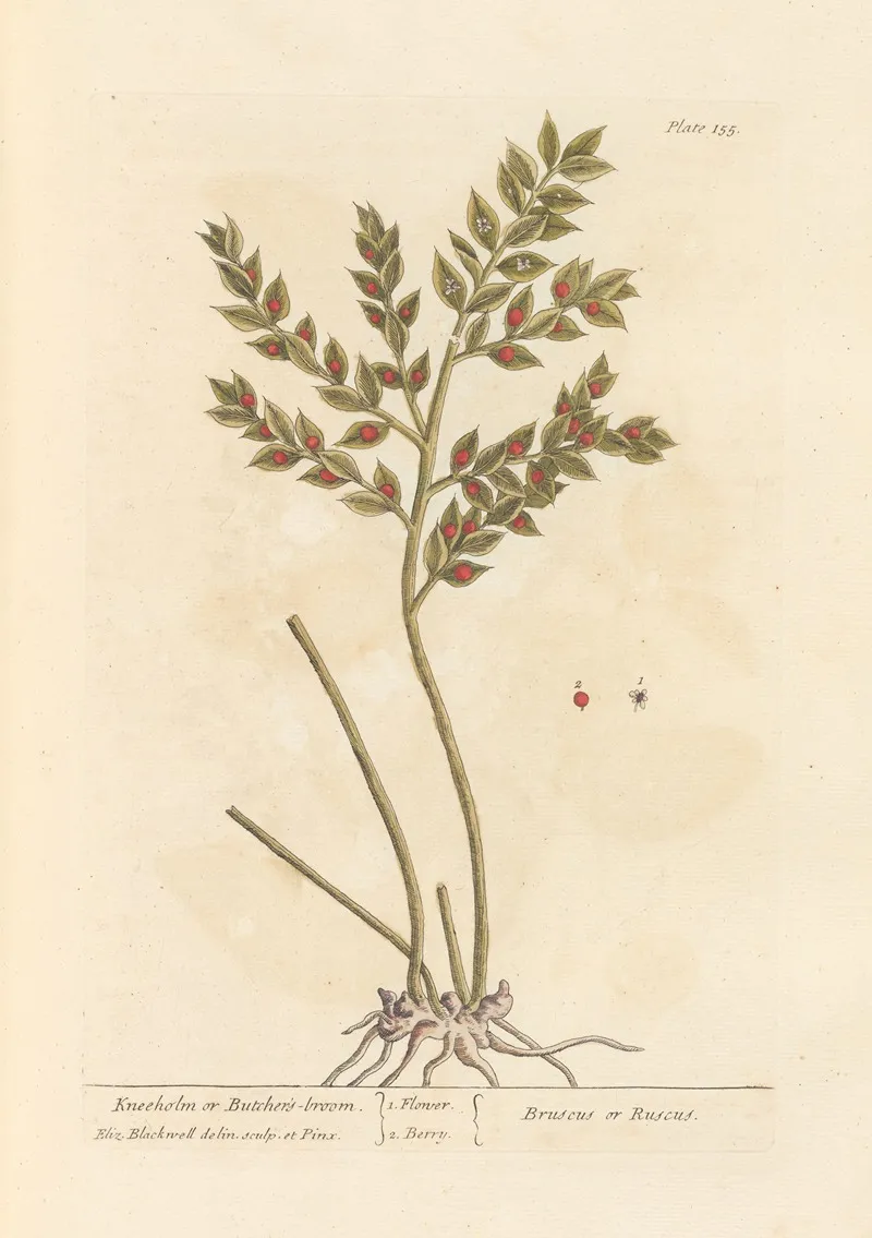 Kneeholm Or Butchers Broom Wall Art by Elizabeth Blackwell - High-Resolution Digital Print