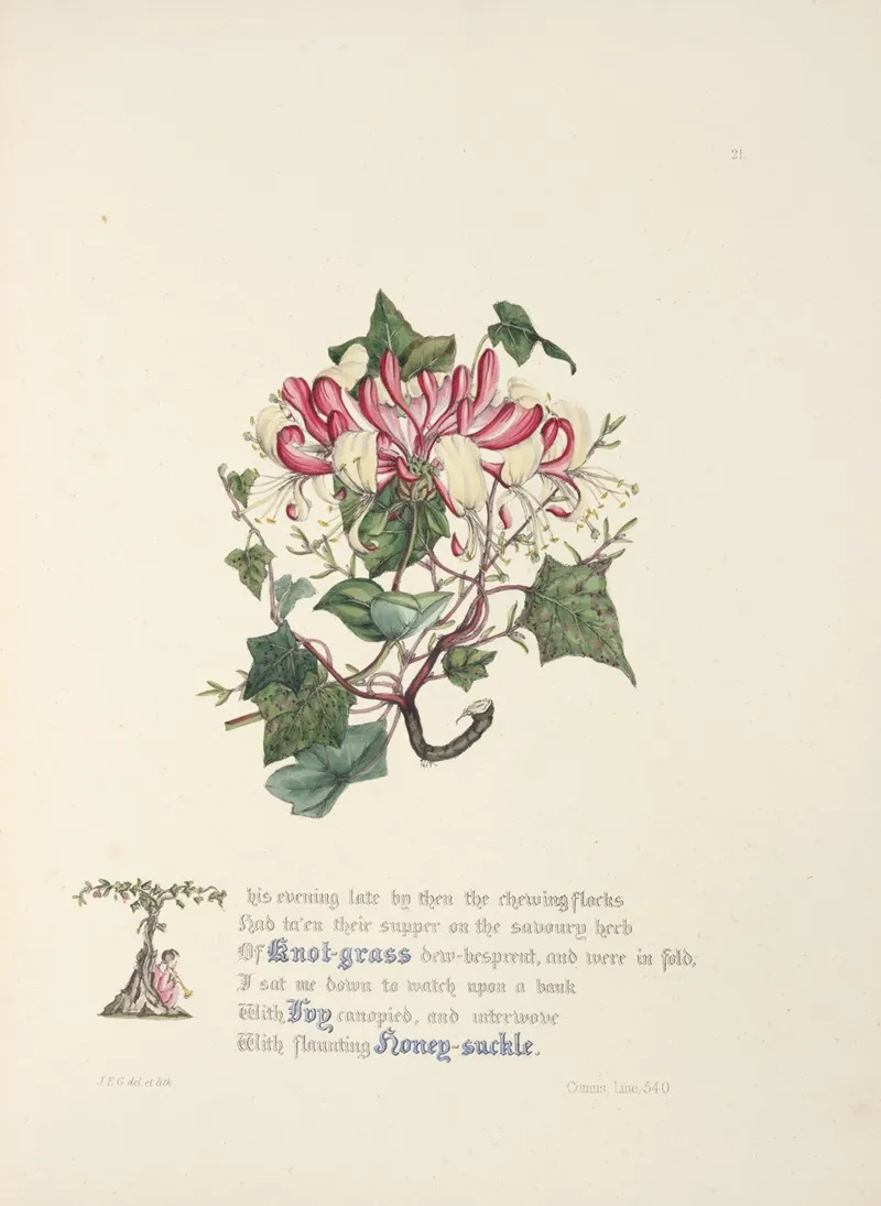 Knot Grass Ivy And Honeysuckle Wall Art by Jane Elizabeth Giraud - High-Resolution Digital Print