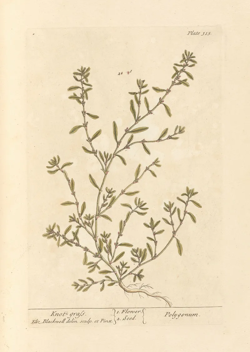 Knot Grass Wall Art by Elizabeth Blackwell - High-Resolution Digital Print