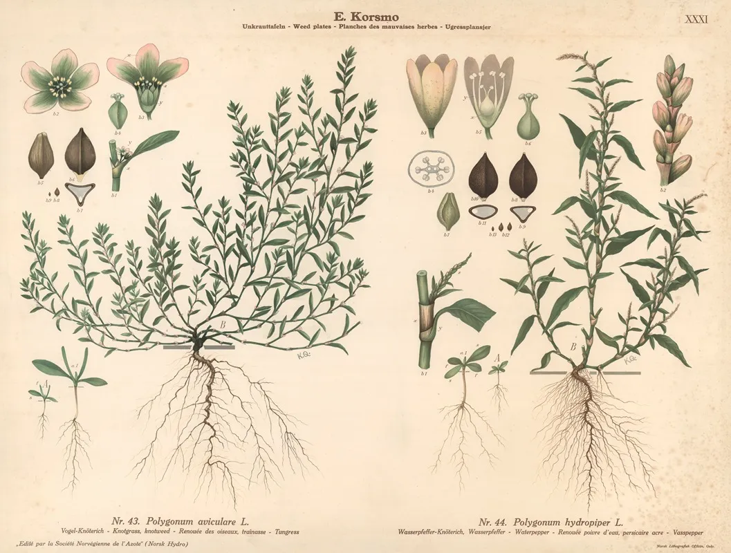 Knotgrass Knotweed Waterpepper Wall Art by Knut Quelprud - High-Resolution Digital Print